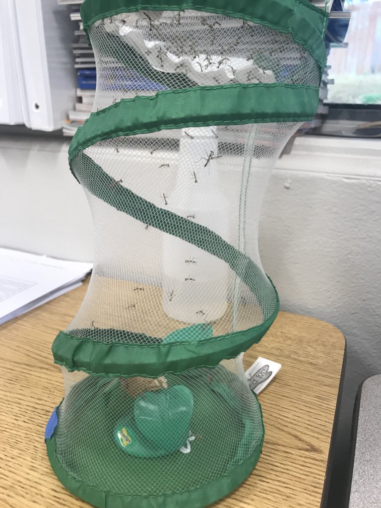 JenniferKeiser2's tweet photo. The miracle of a mantis egg hatching! We are proud parents of more than 75 baby mantises. @SSDPepperDrive @insectlore https://t.co/wNsTbPSjY8