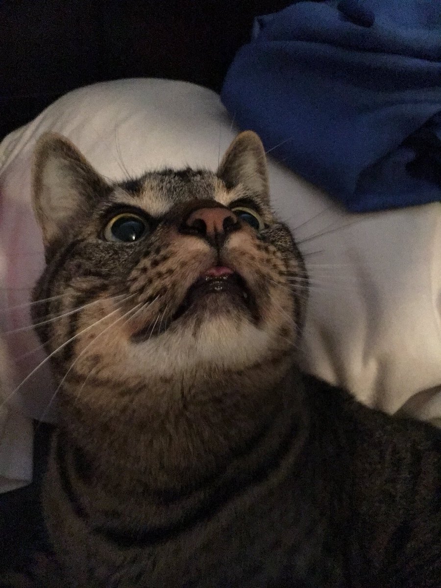 Thor_Witcher's tweet image. meow