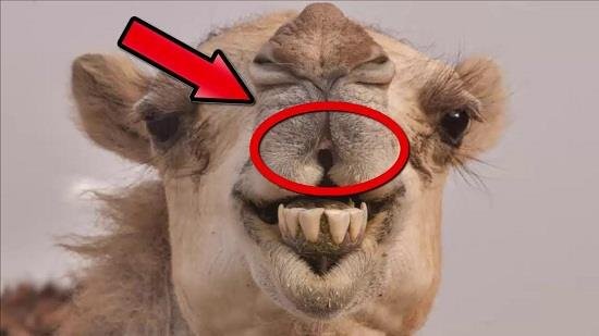 لماذا أمرنا الرسول بالوضوء بعد أكل لحم الجمل - التفاصيل: goo.gl/bRkPZt