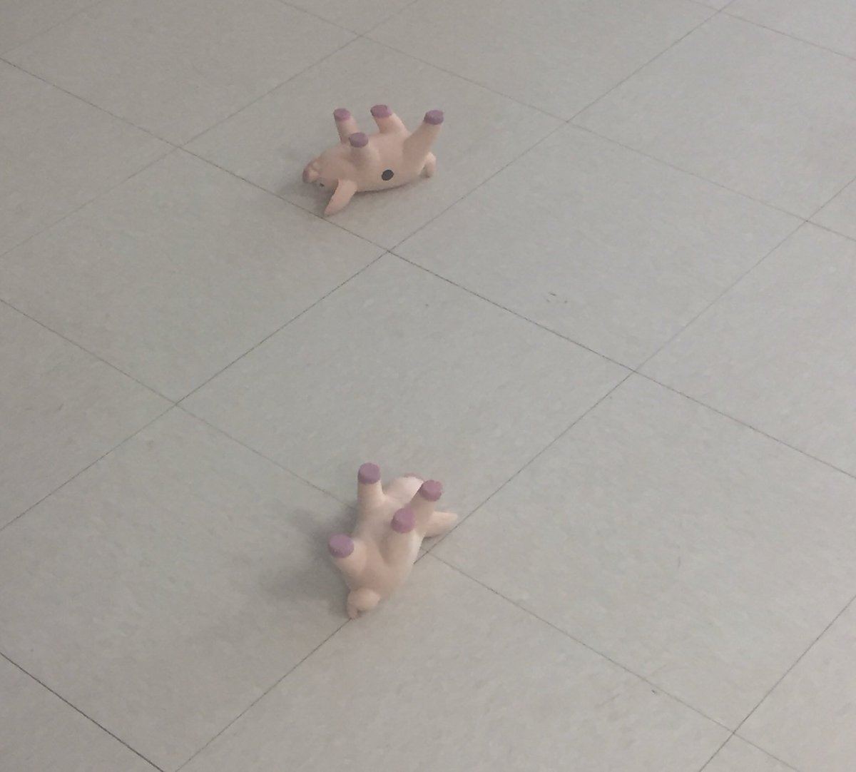 t_sperle's tweet photo. ๐ฒhaving fun with experimental probability๐ฝ #passthepigs ๐ท#doublerazorback #20points
@jgalanosMMS https://t.co/KJn98FBwY8