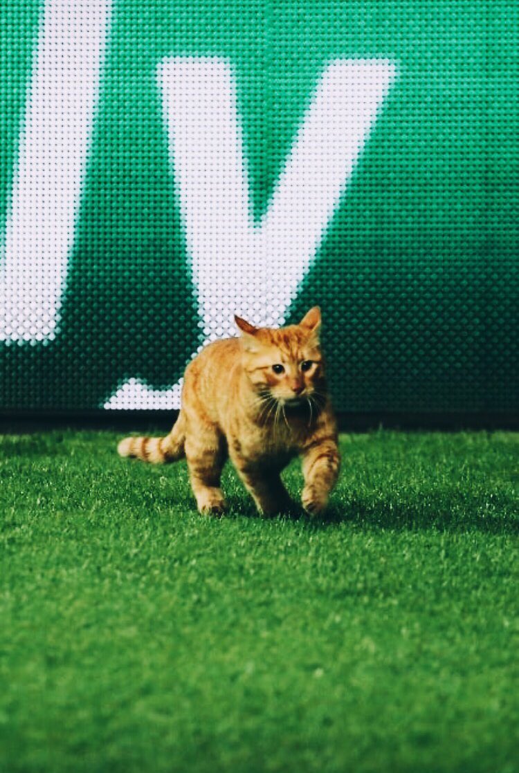 Selâmün aleyküm mekanın sahibiyim,pissss siz hayırdır(Münih) bizim sahada racon mu kesiyonuz :)
#BJKFCB #ucl #Beşiktaş