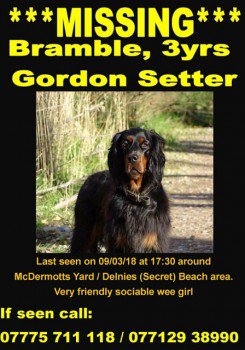 millypod1's tweet photo. π#FINDBRAMBLE #Lost Gordon Setter Female
Old McDermott Yard at Whitecross between #Ardersier & #Nairn #ScottishHighlands #Inverness #Scotland #IV12
#IV36 HELP NEEDED.
https://t.co/bEEugvX93d https://t.co/0XTUBlnOTi