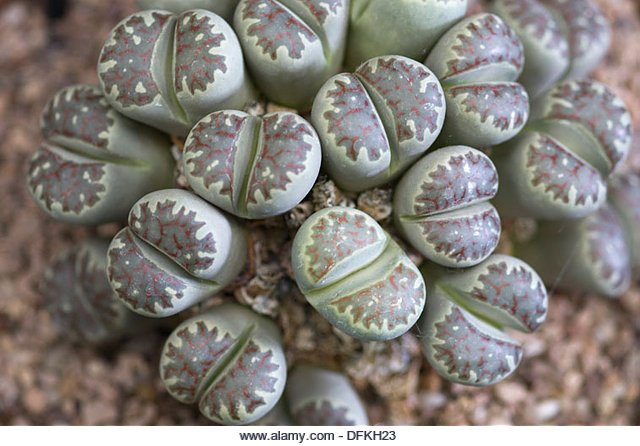 EcoKidsPlanet's tweet photo. Think these are stones? Look again! Who's ever heard of a Lithop? Also known as pebble plants, Lithops are disguised to look like small stones! It fools grazing animals to gobble them up to obtain moisture during a drought. #WizardyWednesday #clever #mastersofdiguise #plantlife https://t.co/SV3SSp9ra5