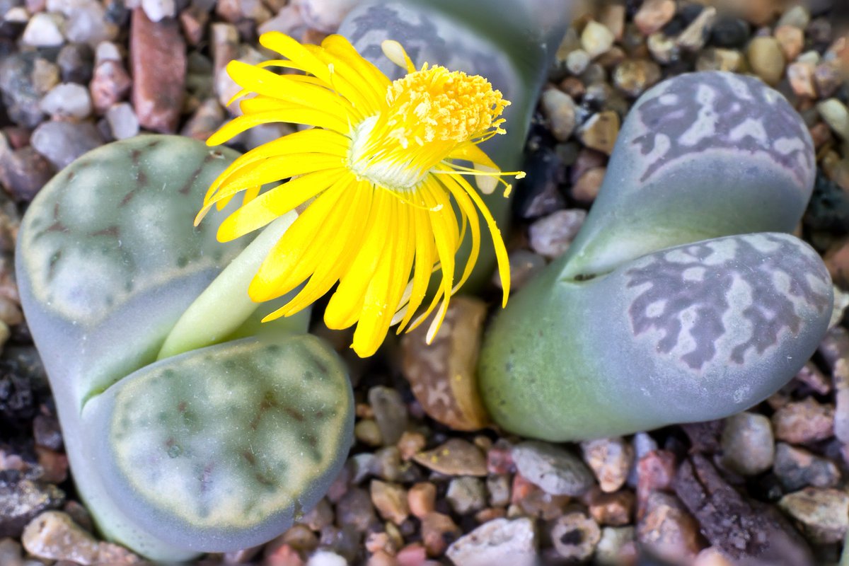 EcoKidsPlanet's tweet photo. Think these are stones? Look again! Who's ever heard of a Lithop? Also known as pebble plants, Lithops are disguised to look like small stones! It fools grazing animals to gobble them up to obtain moisture during a drought. #WizardyWednesday #clever #mastersofdiguise #plantlife https://t.co/SV3SSp9ra5
