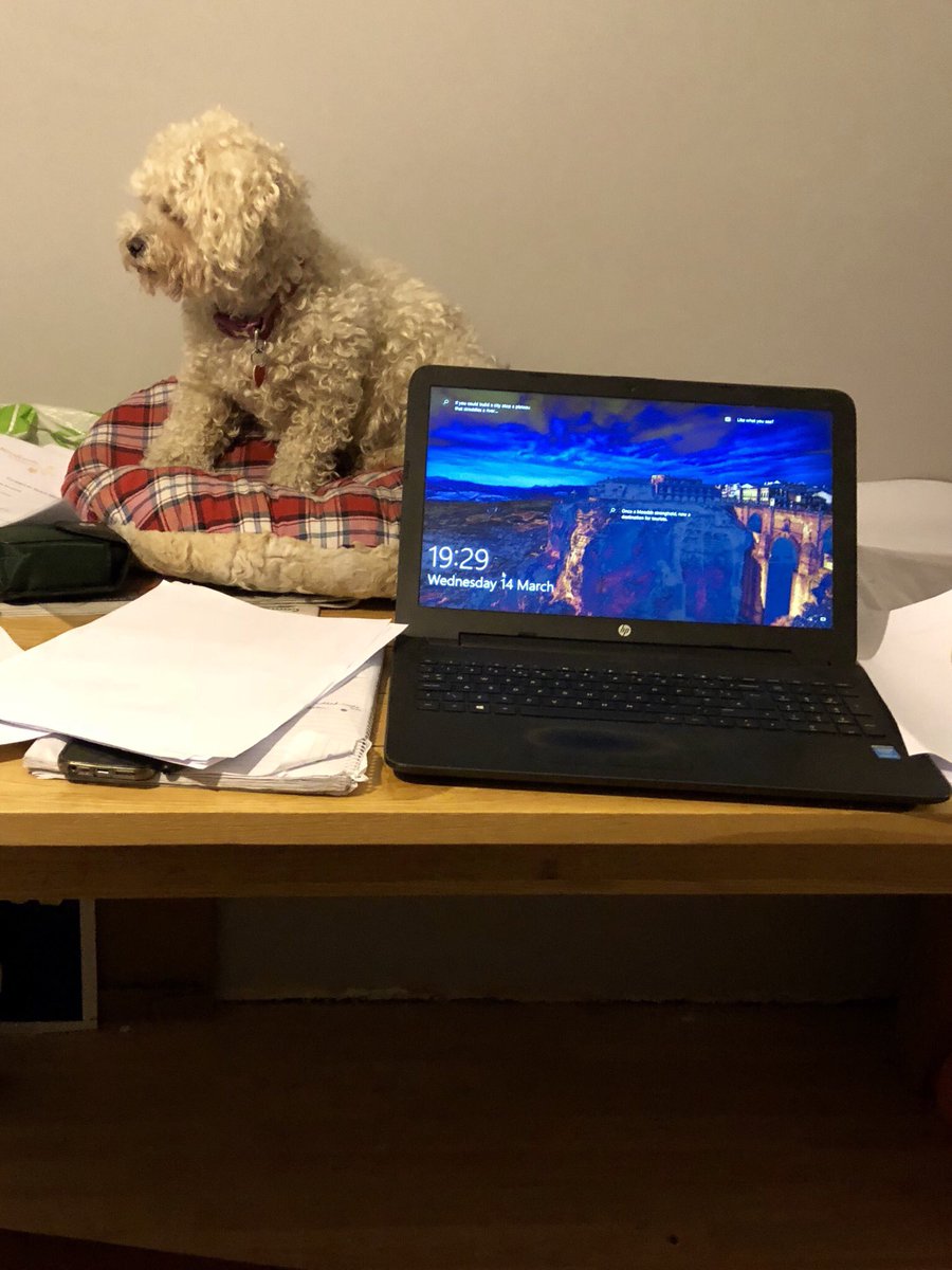 PaulFisher61's tweet photo. Welcome to my messy office, my little dog Biscuit has to be close when I’m working, otherwise she won’t leave me alone, jumps up, cries, sulks #shichon #teddybeardogs @dogandpuplovers @dogcelebration https://t.co/6AWgoFIH4G