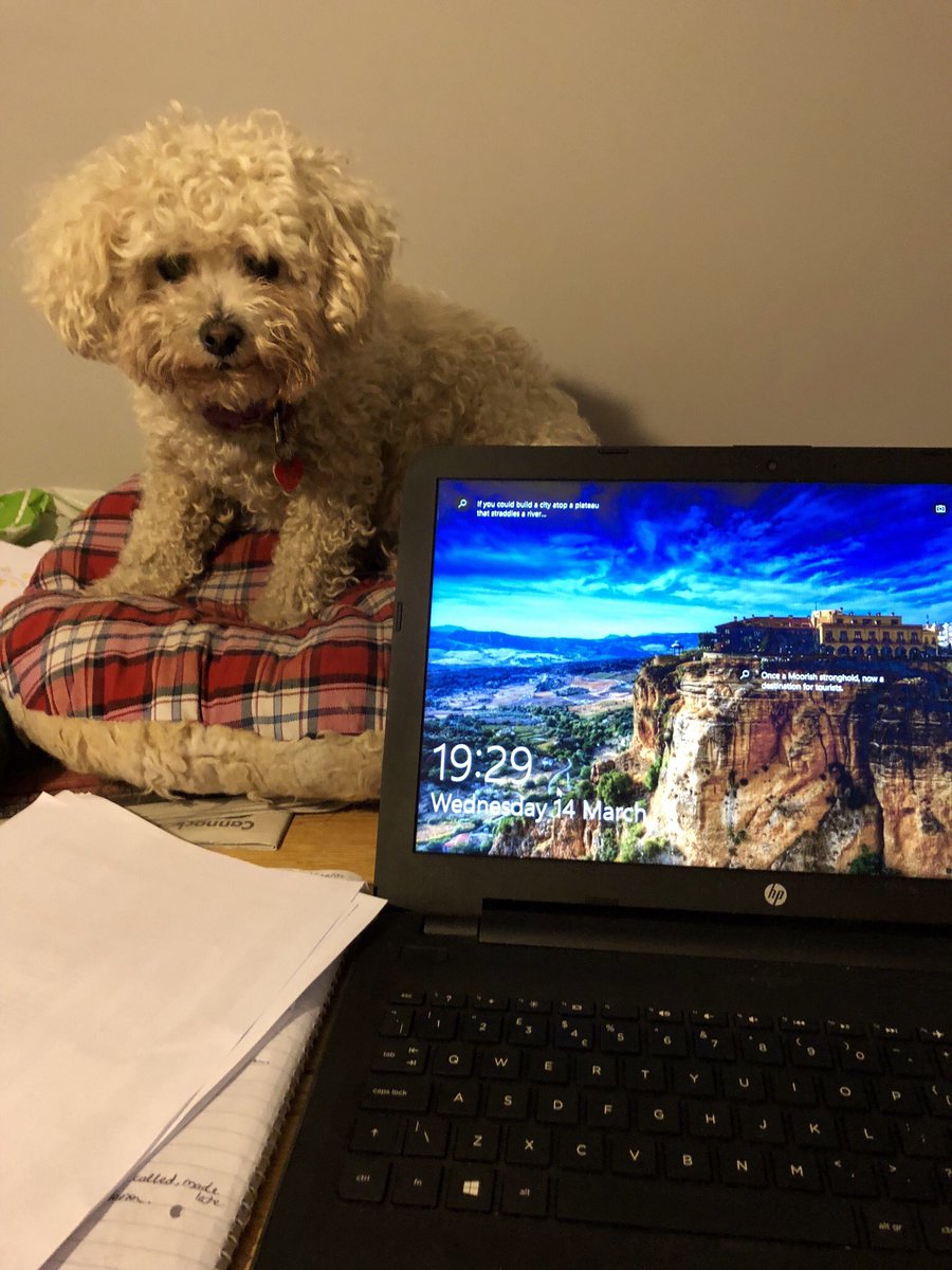 PaulFisher61's tweet photo. Welcome to my messy office, my little dog Biscuit has to be close when I’m working, otherwise she won’t leave me alone, jumps up, cries, sulks #shichon #teddybeardogs @dogandpuplovers @dogcelebration https://t.co/6AWgoFIH4G