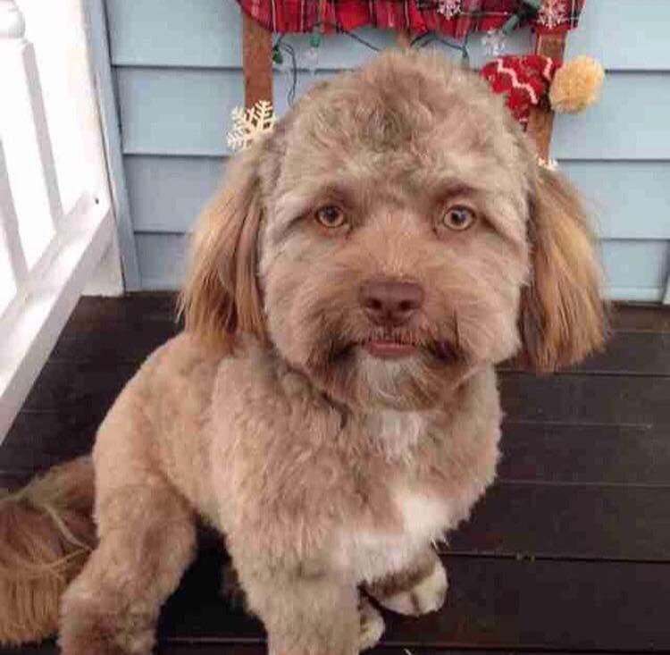 federicodevito's tweet photo. E esse cachorro que viralizou porque tem “cara de humano”? 😂

O mais maravilhoso é a dona dele que diz não perceber isso quando olha pra ele... 👀 parece muito que fizeram um transplante de alma no doguinho ou eu tô louco? https://t.co/Yf8J2pAcrG