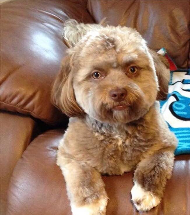 federicodevito's tweet photo. E esse cachorro que viralizou porque tem “cara de humano”? 😂

O mais maravilhoso é a dona dele que diz não perceber isso quando olha pra ele... 👀 parece muito que fizeram um transplante de alma no doguinho ou eu tô louco? https://t.co/Yf8J2pAcrG