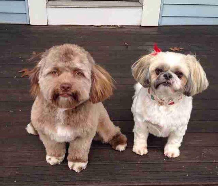 federicodevito's tweet photo. E esse cachorro que viralizou porque tem “cara de humano”? 😂

O mais maravilhoso é a dona dele que diz não perceber isso quando olha pra ele... 👀 parece muito que fizeram um transplante de alma no doguinho ou eu tô louco? https://t.co/Yf8J2pAcrG