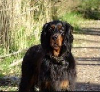 millypod1's tweet photo. π#FINDBRAMBLE #Lost Gordon Setter Female
Old McDermott Yard at Whitecross between #Ardersier & #Nairn #ScottishHighlands #Inverness #Scotland #IV12
#IV36 HELP NEEDED.
https://t.co/bEEugvX93d https://t.co/0XTUBlnOTi