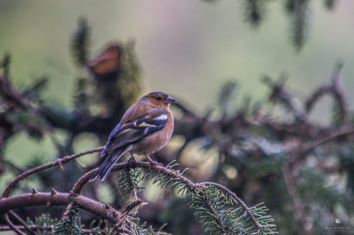 AlanMcPhotos's tweet photo. Photo of a Chaffinch the other day up the wood
.
.
#naturephoto #nature #artofvisuals #awesome_earthpix #landscape_captures #rsa_rural #natureaddict #nature_wizards #awesomeearth #naturediversity #ourplanetdaily #earth_deluxe #chaffinch https://t.co/exsYafuSj9