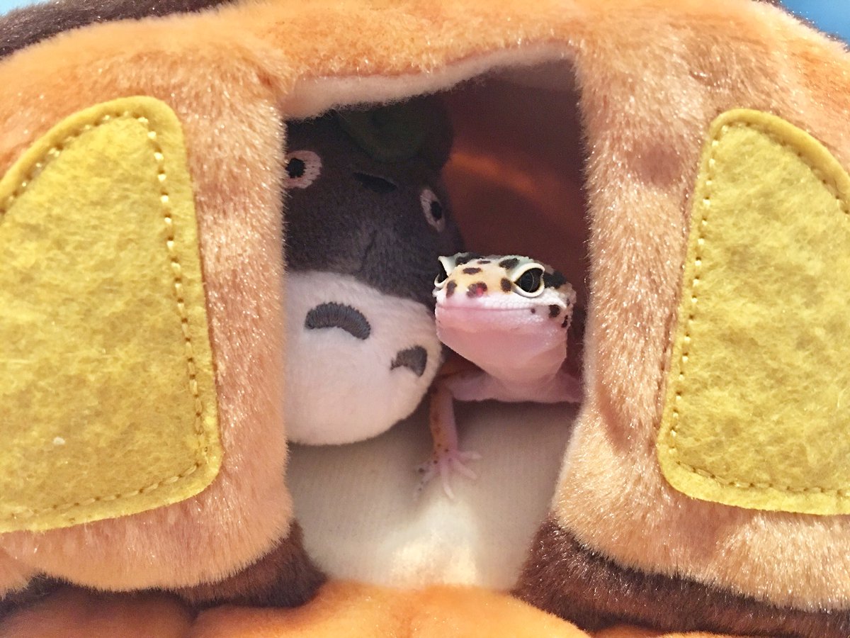 catbus plush