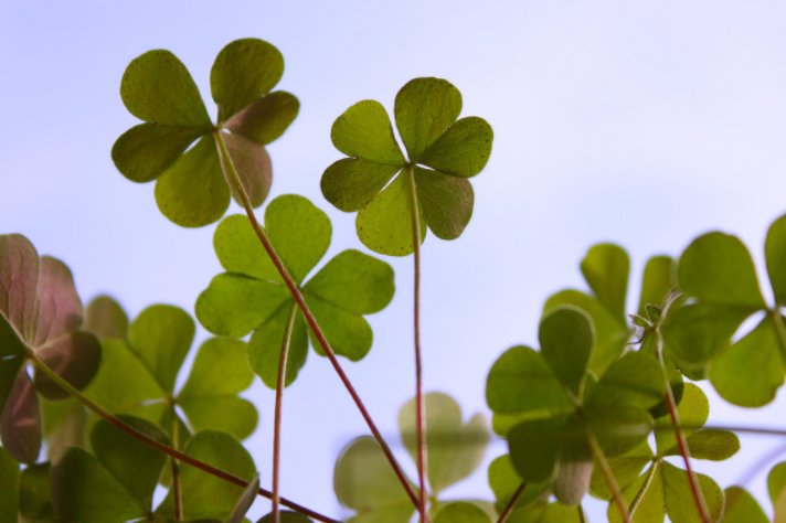 On March 17th at 12:00 pm the St. Andrew’s Heritage Centre is hosting a St. Patrick’s Day Celebration! Wear your best shade of green and come on down. For more information check out the link: redrivernorthtourism.com/event/st-patri…