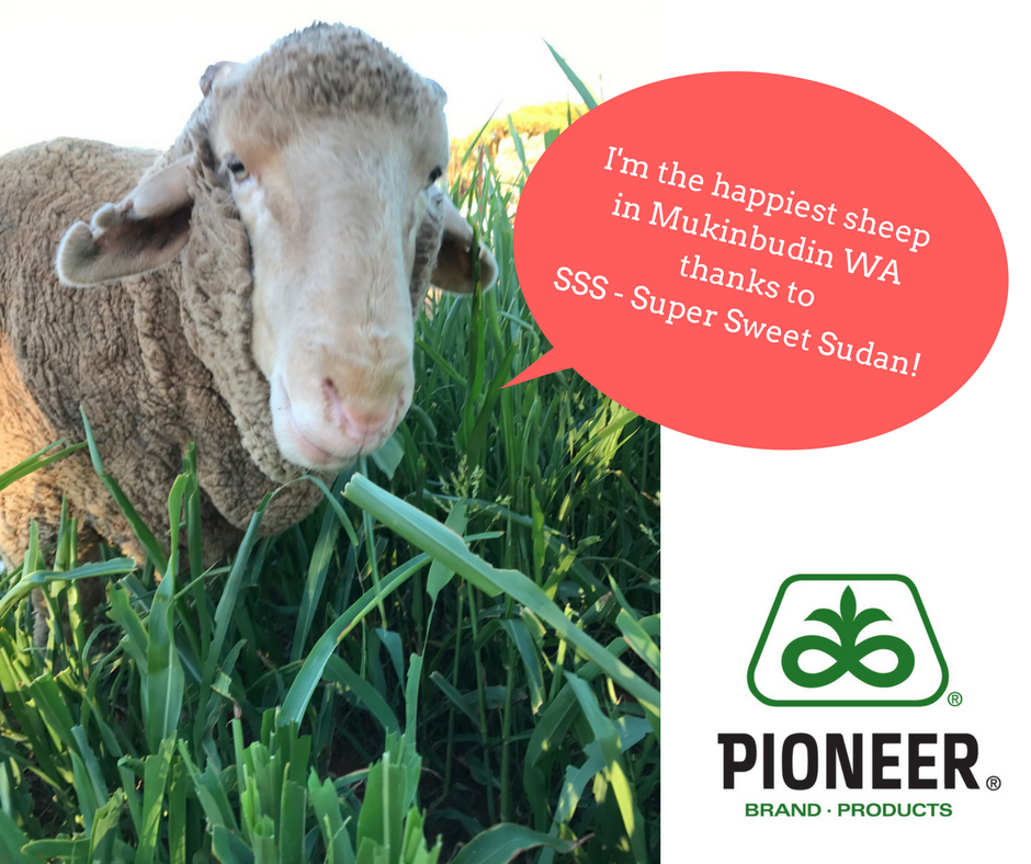 pioneerseedsau's tweet photo. What do #happysheep look like? Pioneer® SSS – Super Sweet Sudan the perfect solution to your stock feed needs. Want to know more? Ask your Pioneer rep today 1800-764-633. https://t.co/dhi7xfAIOJ
