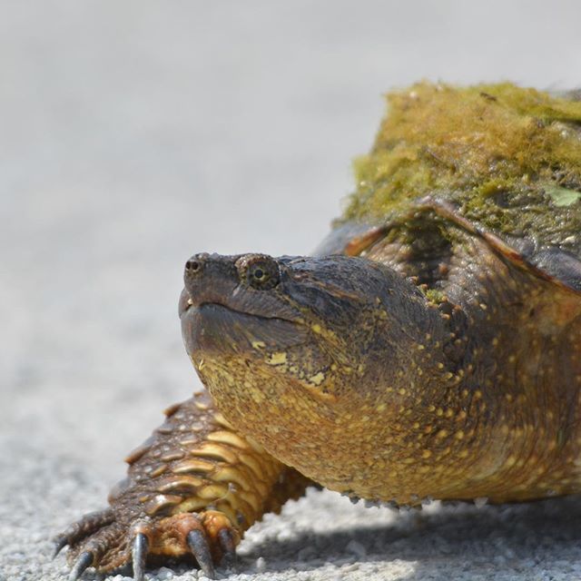 JenGoellnitz's tweet photo. Snapper. Moving as slowly as this day. 😆#snappingturtle #turtle #ohionature #ohio #natureshot #natureonly #nature #animalsofinstagram #turtlesofinstagram #instagood #instanature #instaturtle #wildlife_perfection #wildlife_seekers #wildlife #wildlifep… https://t.co/1OPim3BBSH https://t.co/GQ4vtN7Iad