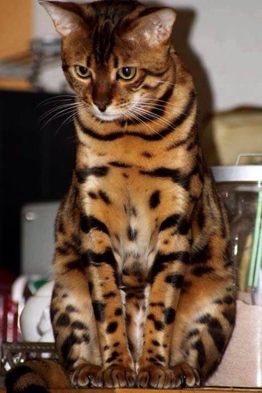 catsnkittys's tweet photo. Wow! What striking markings on this kitty.... https://t.co/JpIU2DYxQp