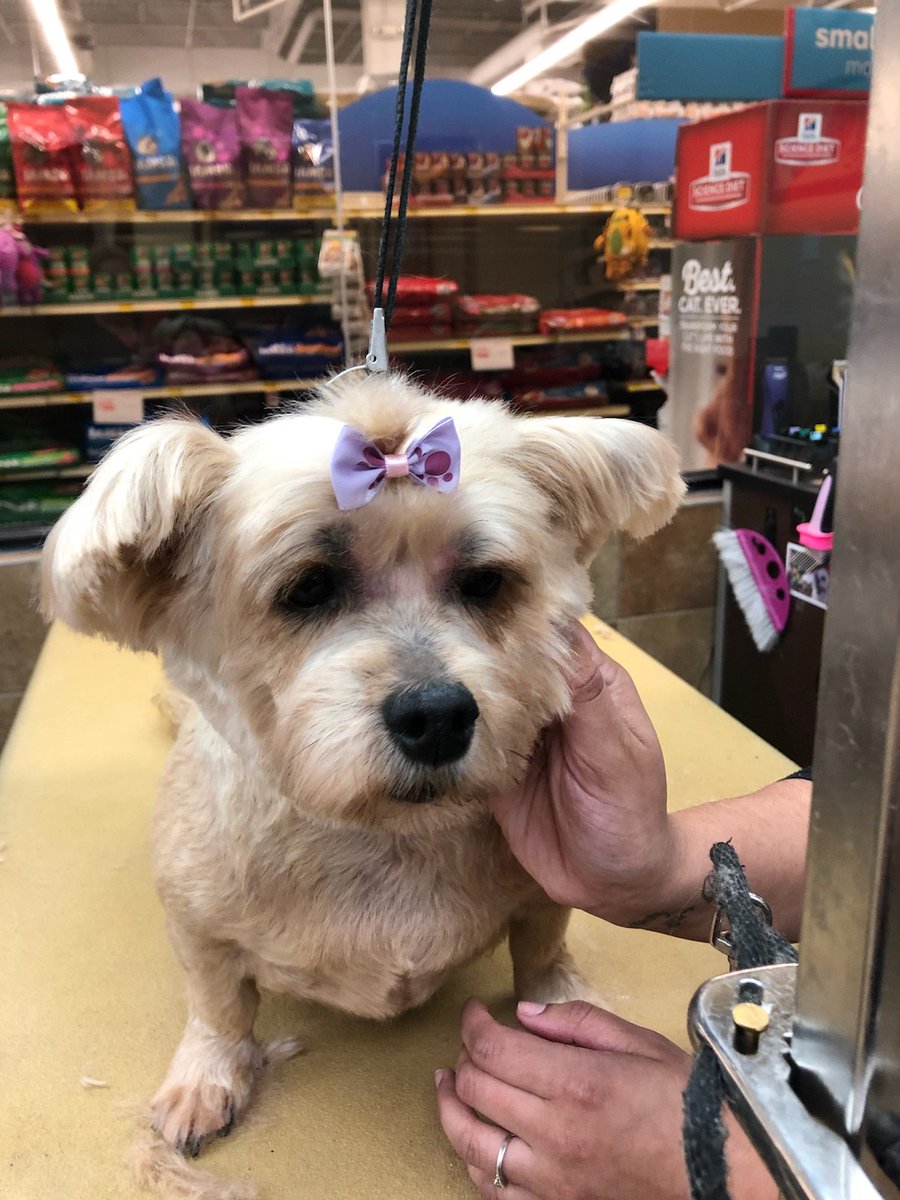 Callie just got her Extreme Makeover with Lisa!
#1098 #NYC #northeastgrooming