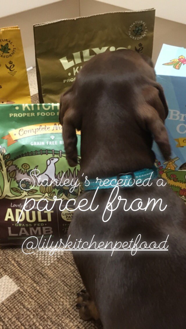 cherrycola888's tweet photo. Our little boy, Stanley is growing up. Now ready to start on big boy food . Yummy 😋 @lilyskitchen pet food! #dachshund #itsnotloopy #sausagedog #daxie #doxie #cutestdachshundpuppy https://t.co/7kkRyXEAKe