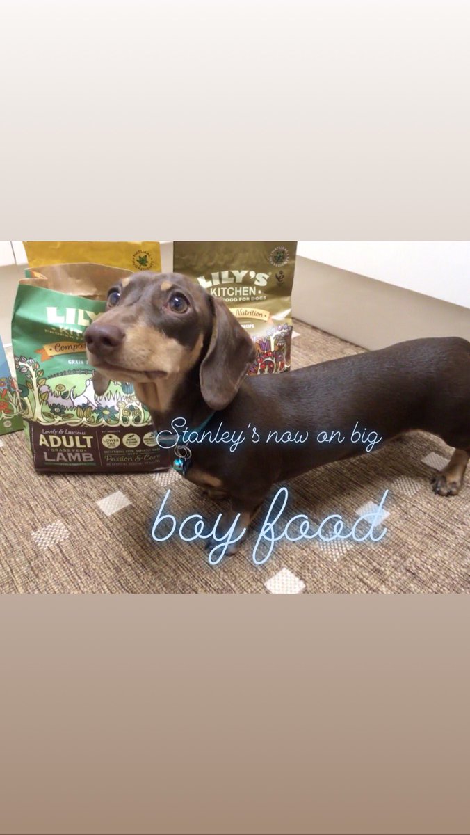 cherrycola888's tweet photo. Our little boy, Stanley is growing up. Now ready to start on big boy food . Yummy 😋 @lilyskitchen pet food! #dachshund #itsnotloopy #sausagedog #daxie #doxie #cutestdachshundpuppy https://t.co/7kkRyXEAKe
