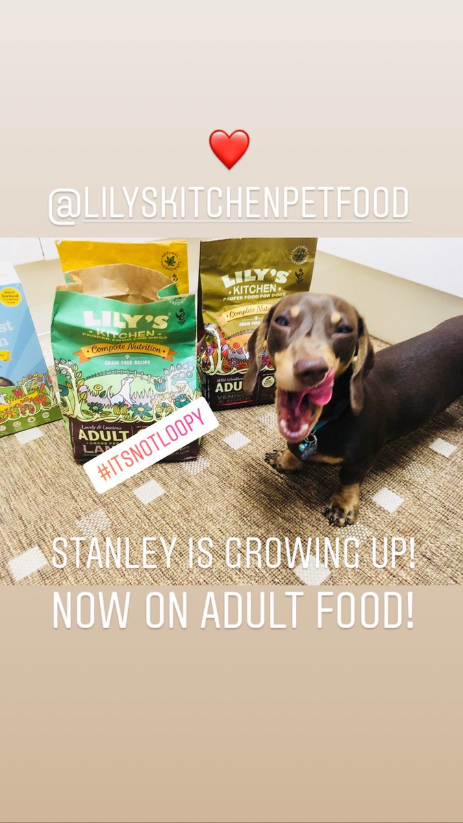 cherrycola888's tweet photo. Our little boy, Stanley is growing up. Now ready to start on big boy food . Yummy 😋 @lilyskitchen pet food! #dachshund #itsnotloopy #sausagedog #daxie #doxie #cutestdachshundpuppy https://t.co/7kkRyXEAKe
