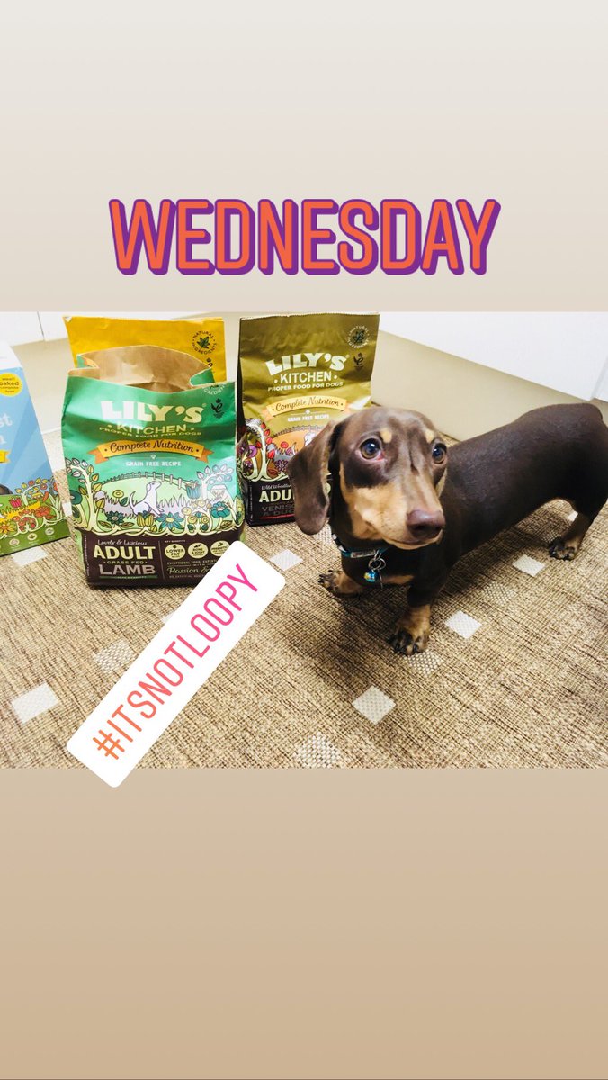 cherrycola888's tweet photo. Our little boy, Stanley is growing up. Now ready to start on big boy food . Yummy 😋 @lilyskitchen pet food! #dachshund #itsnotloopy #sausagedog #daxie #doxie #cutestdachshundpuppy https://t.co/7kkRyXEAKe