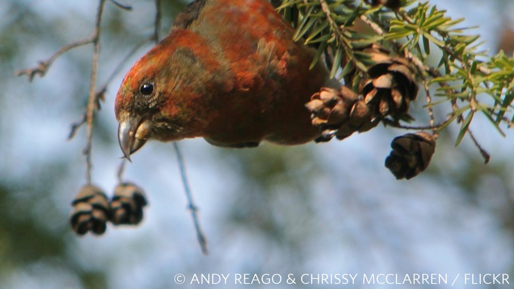 nature_org's tweet photo. Keep an eye out for these four migrants at a backyard or city park near you. https://t.co/d3LilTBla6 https://t.co/quK4y457Te