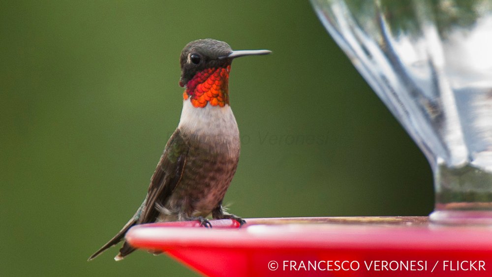 nature_org's tweet photo. Keep an eye out for these four migrants at a backyard or city park near you. https://t.co/d3LilTBla6 https://t.co/quK4y457Te