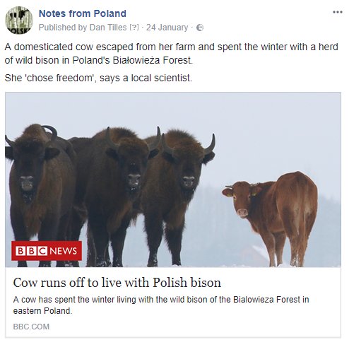 notesfrompoland's tweet photo. Sad to report that the original #FreedomCow, who made international headlines when she escaped from her farm and spent the winter with a herd of wild bison in Poland's Białowieża Forest, has been reintegrated into society https://t.co/QiSUq21G3P https://t.co/pJnkXzFN6R