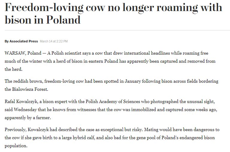 notesfrompoland's tweet photo. Sad to report that the original #FreedomCow, who made international headlines when she escaped from her farm and spent the winter with a herd of wild bison in Poland's Białowieża Forest, has been reintegrated into society https://t.co/QiSUq21G3P https://t.co/pJnkXzFN6R