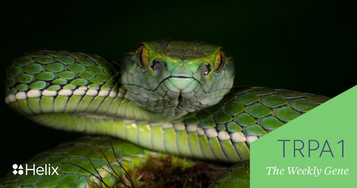 my_helix's tweet photo. This weeks #WeeklyGene connects infrared vision in snakes with our own ability to sense potentially harmful chemicals. Learn about the evolution of our senses and the TRPA1 gene. #DNA #Evolution #snakes

https://t.co/SipDYRrwio https://t.co/aTkdlLwk2m