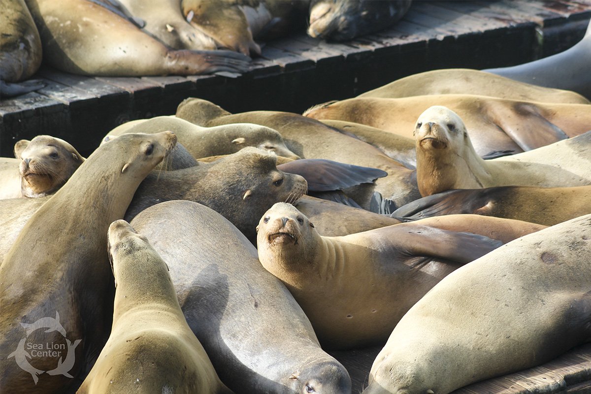 SeaLionCenter's tweet photo. It's CAPTION time... comment below with a witty caption for our sea lion friends!
#lovesealions https://t.co/UESyDHtHNh
