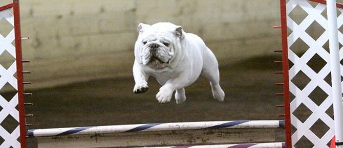 wez_lfc_'s tweet photo. @noo_tinkabull @BBCOne @annpoole @Kaishanord1 @myrenaissance @cofa_bulldogs @traceyrowell @LifeOfDede I can #Run I can #Breath i can #Jump I can do anything other dogs can do I am #FitForFunction I am #ProudlyPedigree @BBCOne https://t.co/OSCBInOHy4