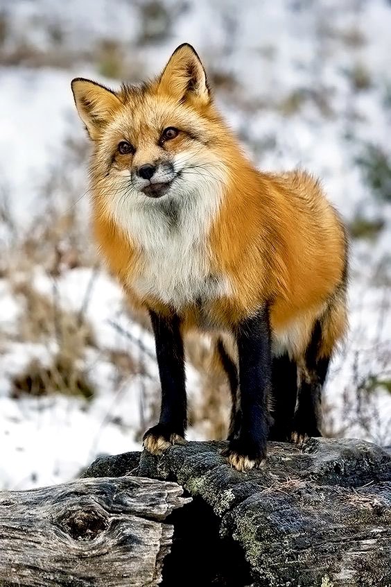 animalechochamb's tweet photo. .@versace has gone FUR FREE! “Fur? I’m out of that. I don’t want to kill animals to make fashion. It doesn’t feel right,” said designer Donatella Versace. 🙌 #furisdead #animalliberation https://t.co/p2JUXTdzjd
