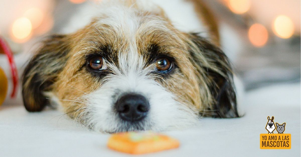 5 razones por las que no dar dulce a tu mascota buff.ly/2pbFDDl