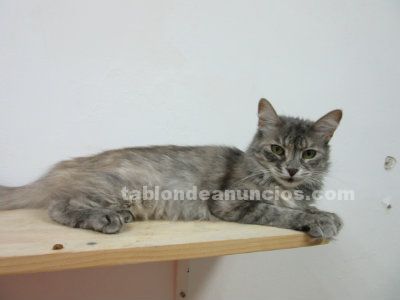 perrosymas's tweet photo. Gata en adopcion. Brisa #Madrid #adopcion #mascotas https://t.co/586ggynGbt https://t.co/REgyVFiC0j