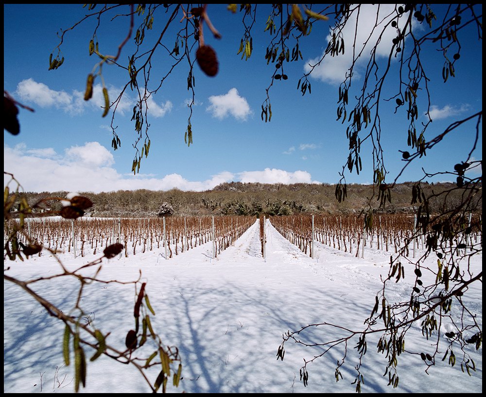 AdyKerry's tweet photo. Window across the vineyard @WestwellWines taken a couple of weeks ago after a significant snow fall in #Kent. Image taken on #Pentax67 with @CineStillFilm 50D, process and scan @AgPhotographic . #believeinfilm https://t.co/DbmpjtaGXk