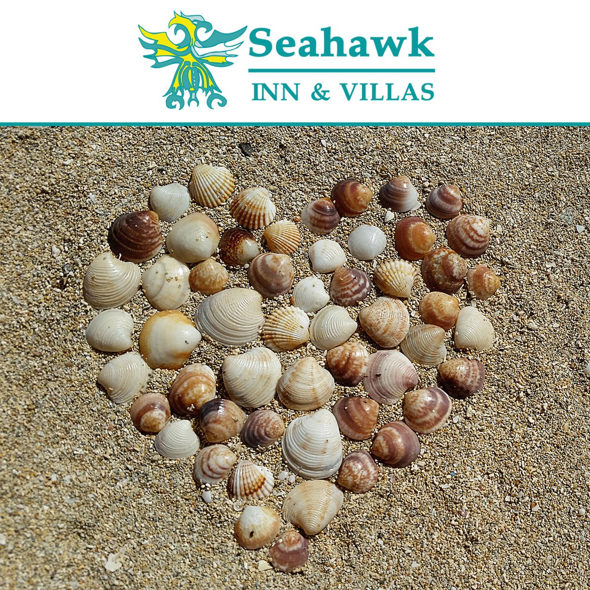 SeahawkInn's tweet image. If you are looking for a great, beach hotel with easy access to #MoreheadCity #BeaufortNC #PineKnollShores #FortMacon and #CapeLookout then the #SeahawkInn in #AtlanticBeach is the place for you! Call (252) 726-4146 today to book your stay!