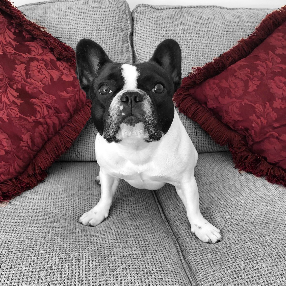 StellaTheBeBe's tweet photo. Any1 know of a good puppy hangover remedy? Yesterday was my 21st Birthday (in human years) &amp; it out a little 🤪 #puppylife #frenchbulldog https://t.co/oQGMheBwKf