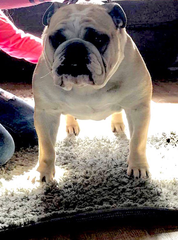 wez_lfc_'s tweet photo. @BBCOne I am ruby I am 5 years old and I have only visited the vet for my jabs I am #FitForFunction I am #ProudlyPedigree I can run for hours and I can #Breath perfectly https://t.co/Wdt5dVrjV1