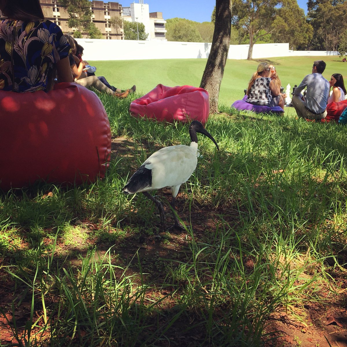 sophluidynamics's tweet photo. Dumpchook enjoying the ECR BBQ by the Lake @Macquarie_Uni #sydney #ibises #skeletaljerkbirdsofinstagram #dumpchook #themajesticbinchicken https://t.co/laJ38ZUP2o