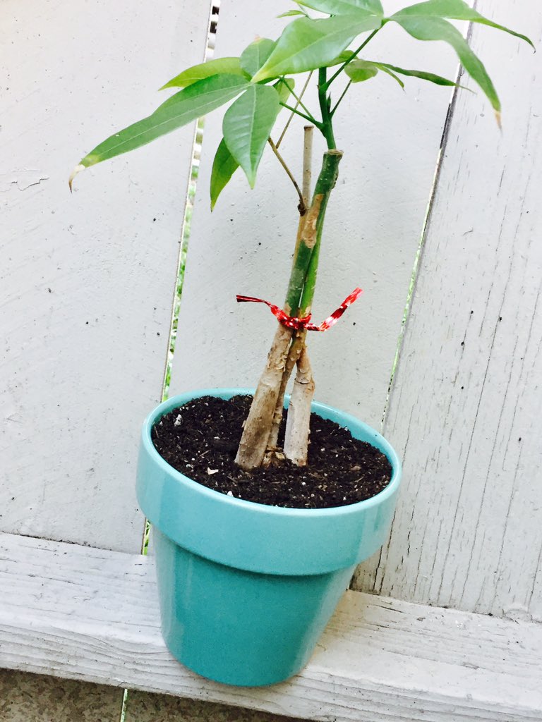 ThePep_Talk's tweet photo. This is the 1st of many plants that I plan on adopting. &amp; as a thank you for all of your support, I wanted to let you guys choose its name! 😄

Boy - Henry
Girl - Sara

@chill_penguin @kyleZONED @JVHDGchutchut11 @isDamaged @shanaabrahams @QueenCaoCao @edgeslope @Sergiobuchmann https://t.co/MevZ43wDk5