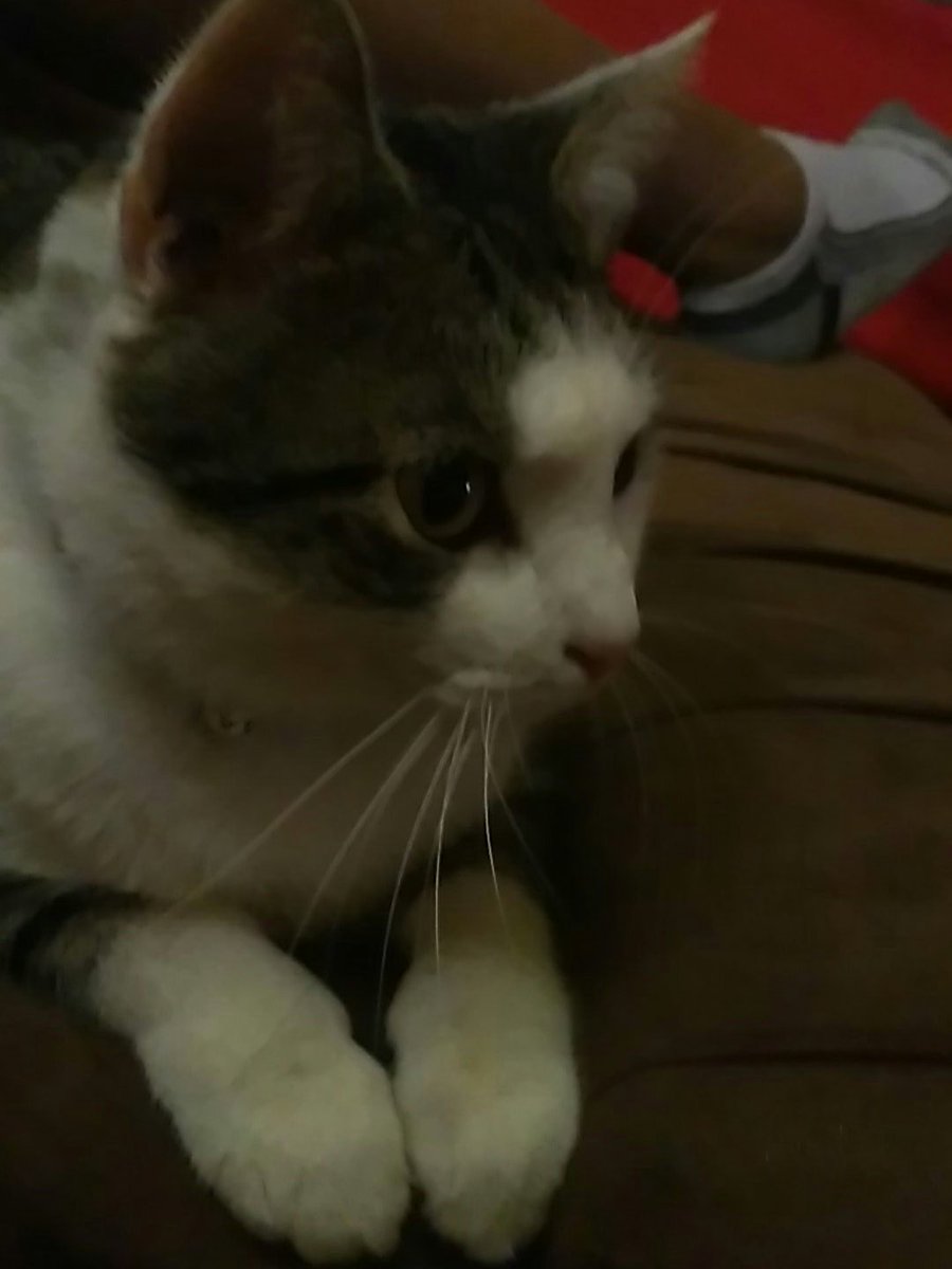 TheGoodSisOfCLT's tweet photo. My Cat Simon Cylus Seems To Be Enjoying It As Well 😍 #CatsOfTwitter #ILoveMyCat #CatMom #CatAndChill Lol #CatsOfIG https://t.co/gpxO6d1Tnp