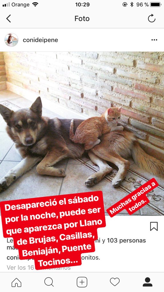 irene_aragonc's tweet photo. Mi perro ha desaparecido en Murcia, difusión por favor... 😔🙏🤞🏼 https://t.co/8z8cMMeLSn