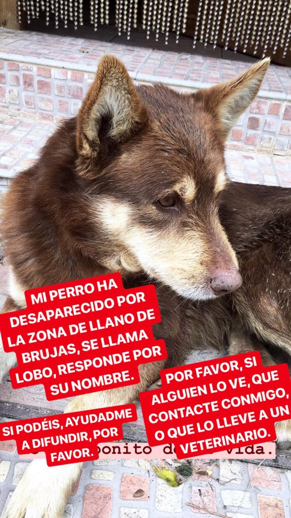 irene_aragonc's tweet photo. Mi perro ha desaparecido en Murcia, difusión por favor... 😔🙏🤞🏼 https://t.co/8z8cMMeLSn