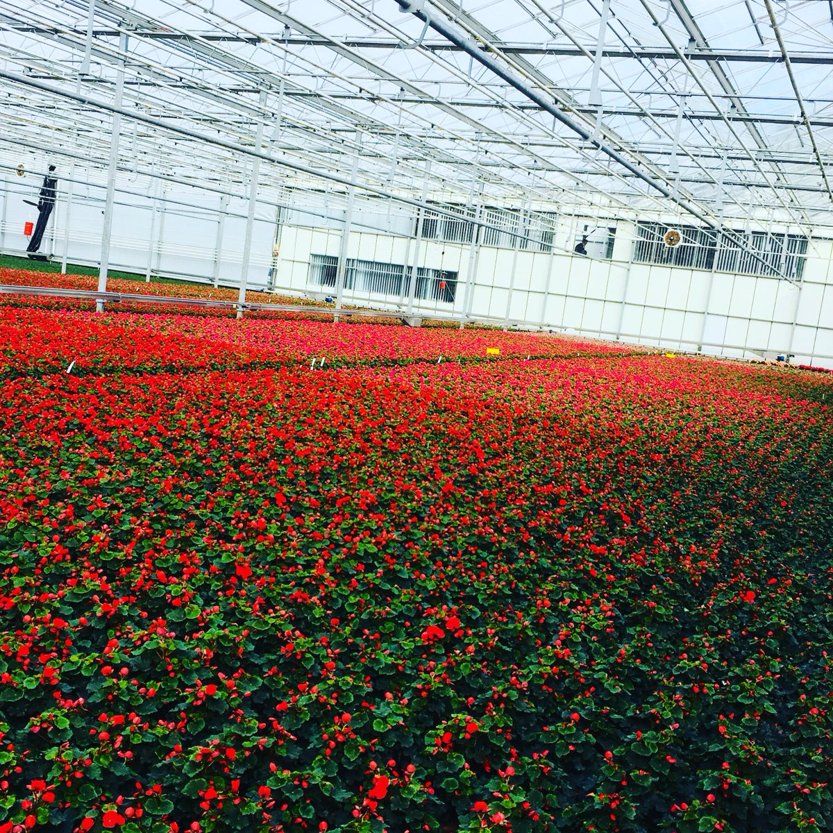 Our betulia crop is colouring nicely..❤️❤️ #everchangingview #Horticulture