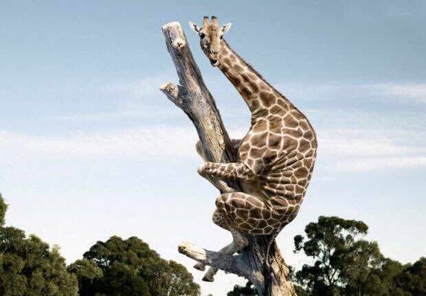 standappchuck's tweet photo. ⭐️⭐️Ordered a toothbrush holder.  Obviously too tall an order.  Did not indicate clearly I needed to choose size.  Return shipping quote insane.  #rateaspecies https://t.co/MV8bukywHo