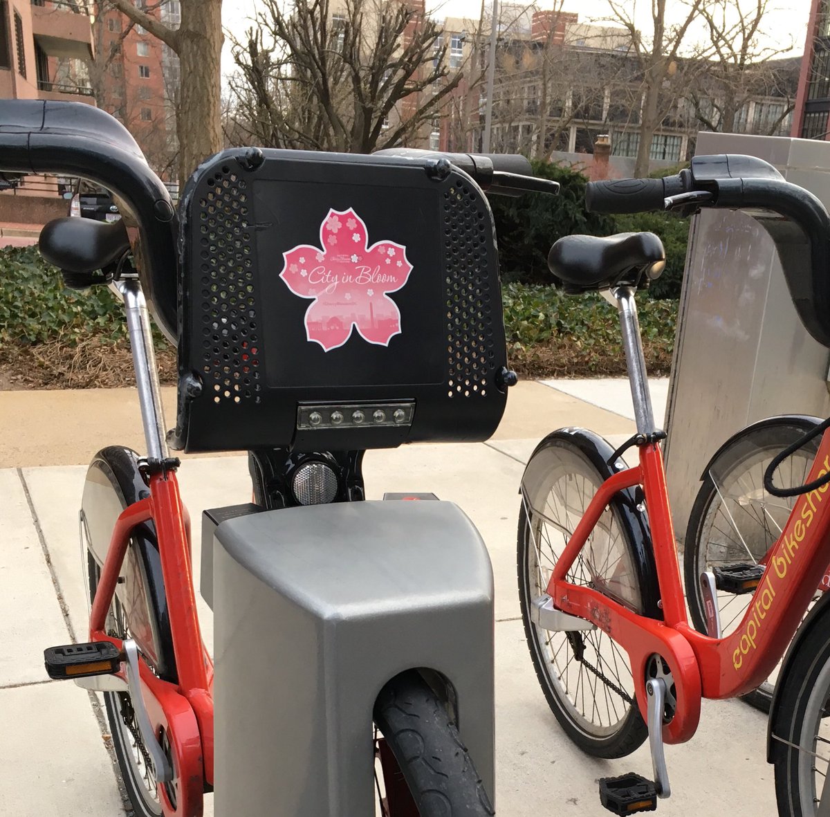bikeshare's tweet photo. It sure doesnβt feel like Spring, but we can at least make it look like it! #cherryblossom #petalsonpedals #bikedc #cabiapp https://t.co/rcH6ad8OOF