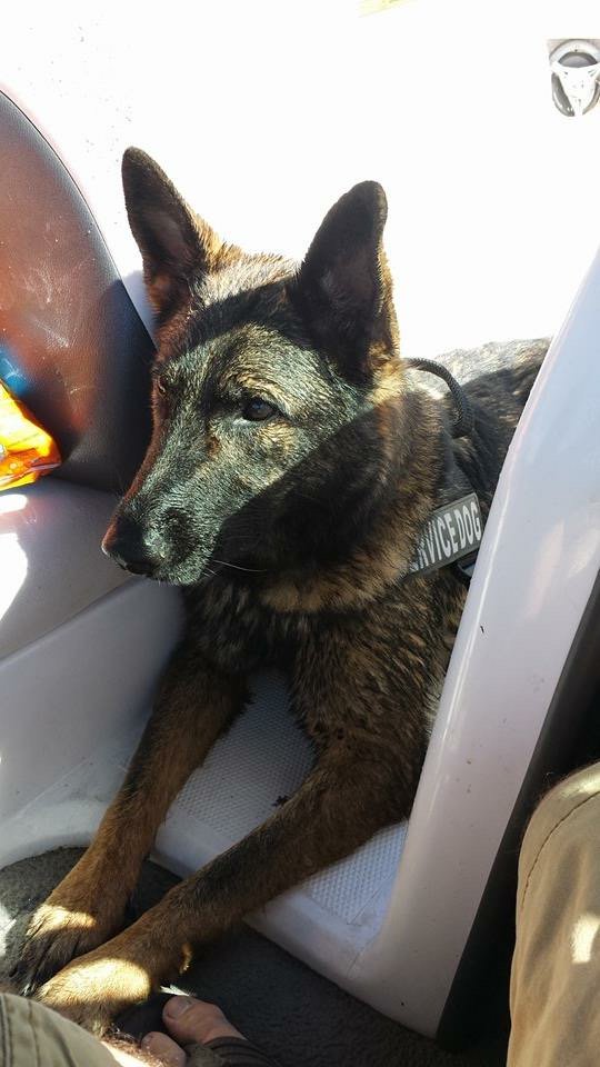 AFGutierrez's tweet image. This is #Irgo.

His owner, Kara Swindle, says he should have landed at @KCIAirport. But when Swindler went to @united&apos;s cargo facility, a Great Dane greeted her instead of the German Shepherd.

A mix-up sent #Irgo to #Japan

Tonight he&apos;s still there. Story @ 10 on @41actionnews