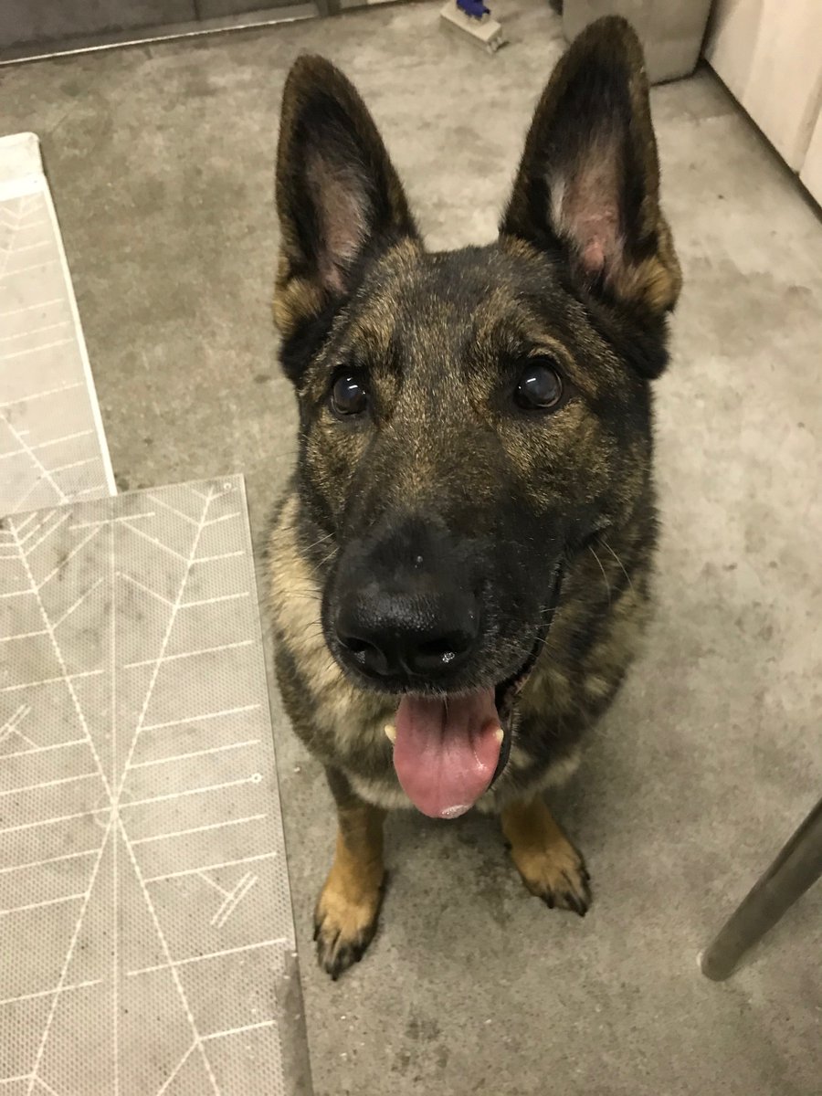 AFGutierrez's tweet image. This is #Irgo.

His owner, Kara Swindle, says he should have landed at @KCIAirport. But when Swindler went to @united&apos;s cargo facility, a Great Dane greeted her instead of the German Shepherd.

A mix-up sent #Irgo to #Japan

Tonight he&apos;s still there. Story @ 10 on @41actionnews