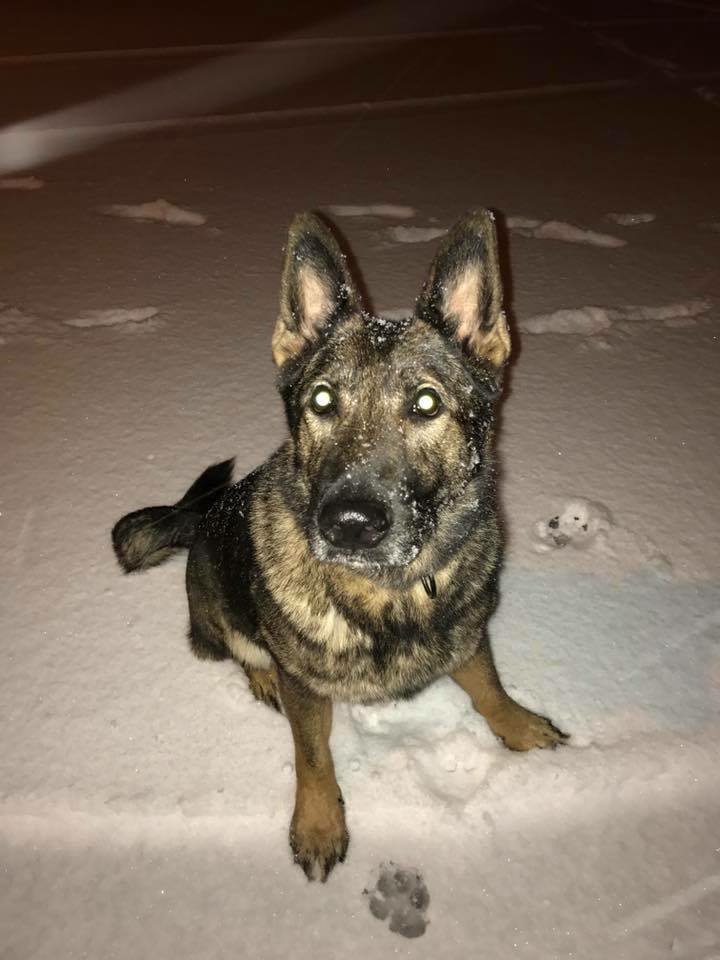 AFGutierrez's tweet image. This is #Irgo.

His owner, Kara Swindle, says he should have landed at @KCIAirport. But when Swindler went to @united&apos;s cargo facility, a Great Dane greeted her instead of the German Shepherd.

A mix-up sent #Irgo to #Japan

Tonight he&apos;s still there. Story @ 10 on @41actionnews